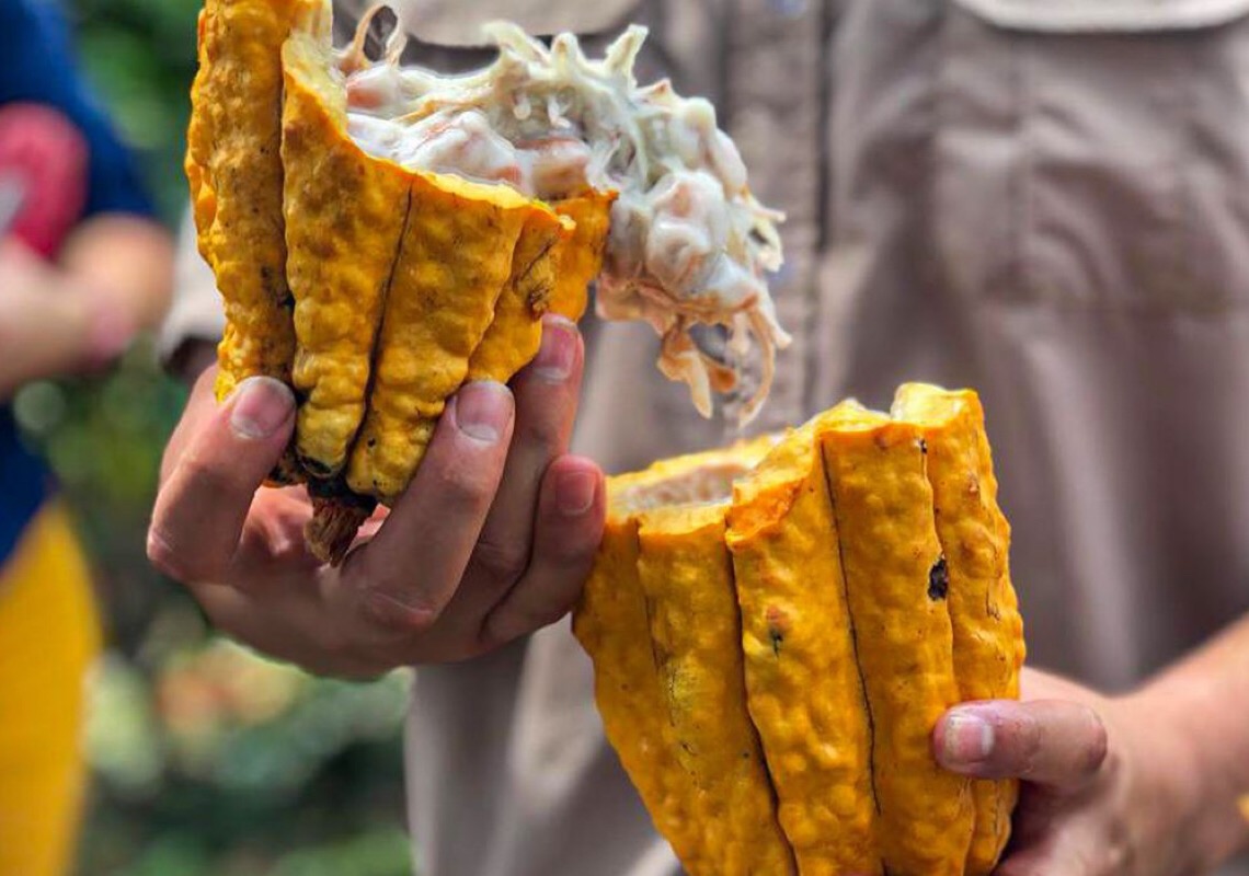 Costa Rica busca maior produtividade e sustentabilidade do cacau