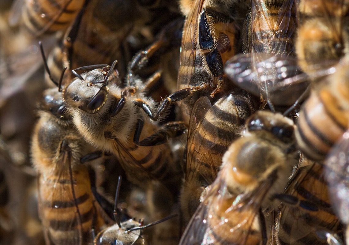 Especialistas alertam para ataques de abelhas e orientam sobre socorro