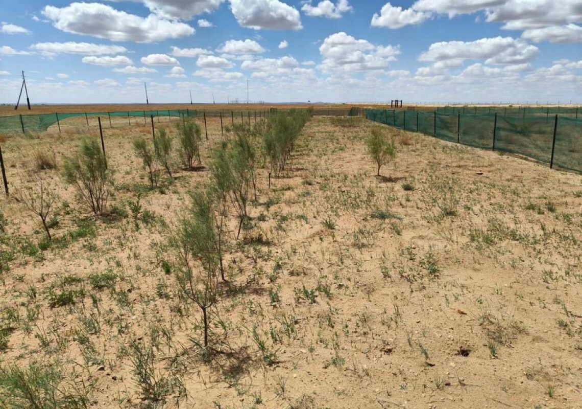 Experiência chinesa ajuda os esforços de restauração ecológica na Mongólia