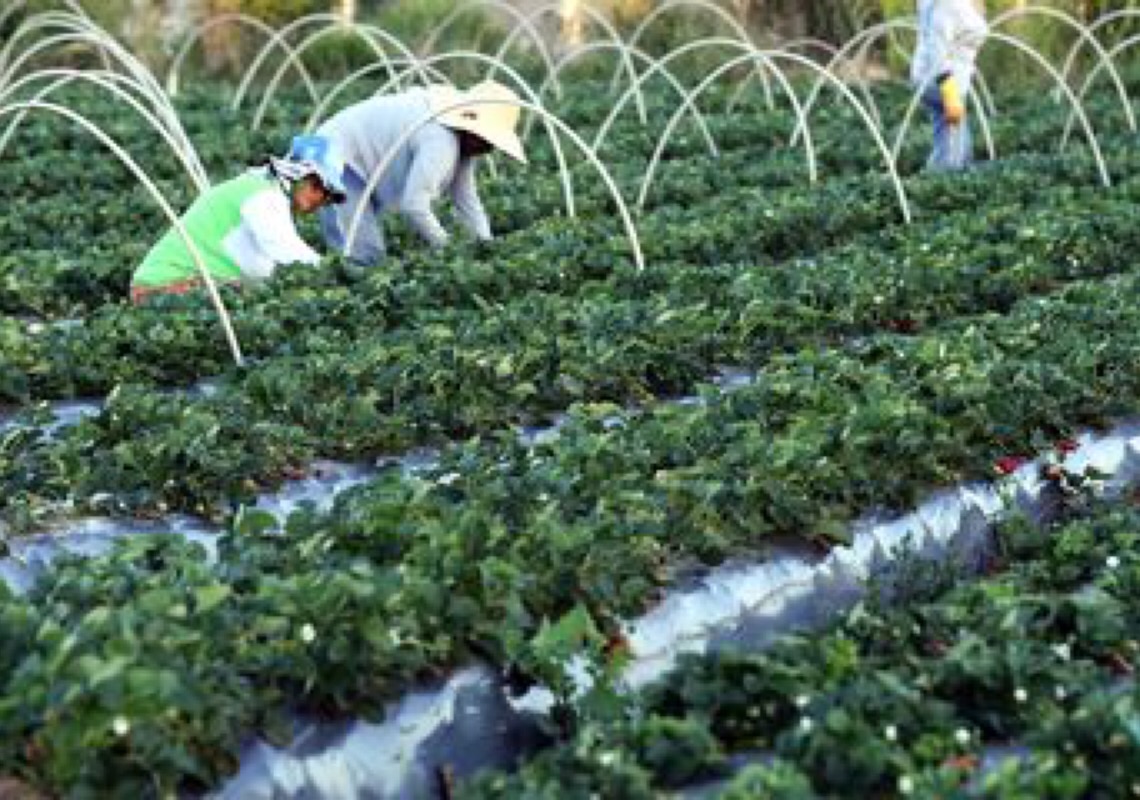 Plataforma do Desenrola renegociará dívidas de agricultores familiares