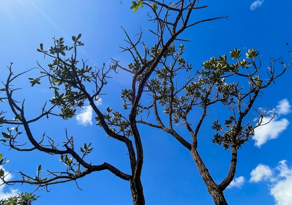 Desmatamento no cerrado triplica em outubro e cai pela metade na amazônia