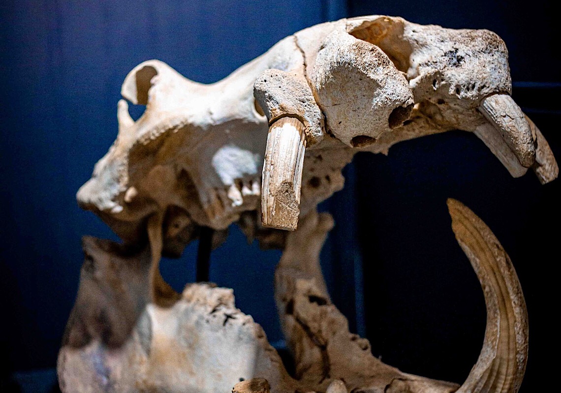 Zoológico de Brasília comemora aniversário do Museu de Ciências Naturais