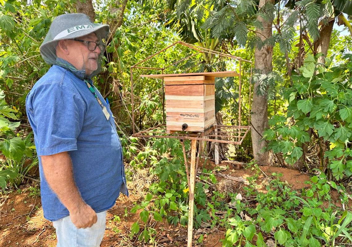 Abelhas ajudam a aumentar 30% produtividade de abóbora orgânica