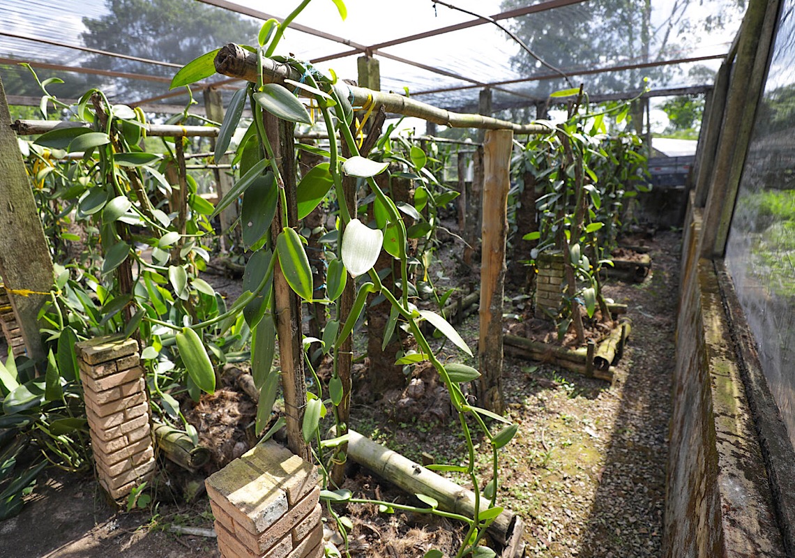 Yes, nós temos baunilha! Conheça o cultivo da especiaria no Distrito Federal