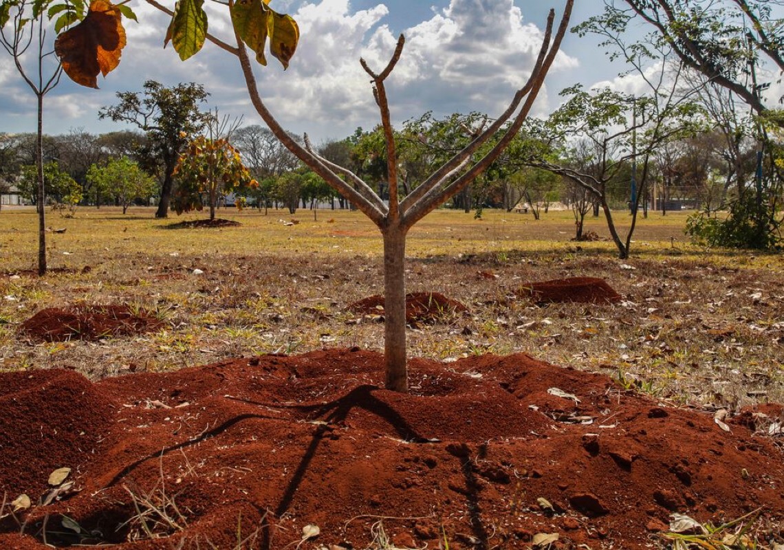 Brasil perdeu 16% de vegetação herbácea e arbustiva em 38 anos