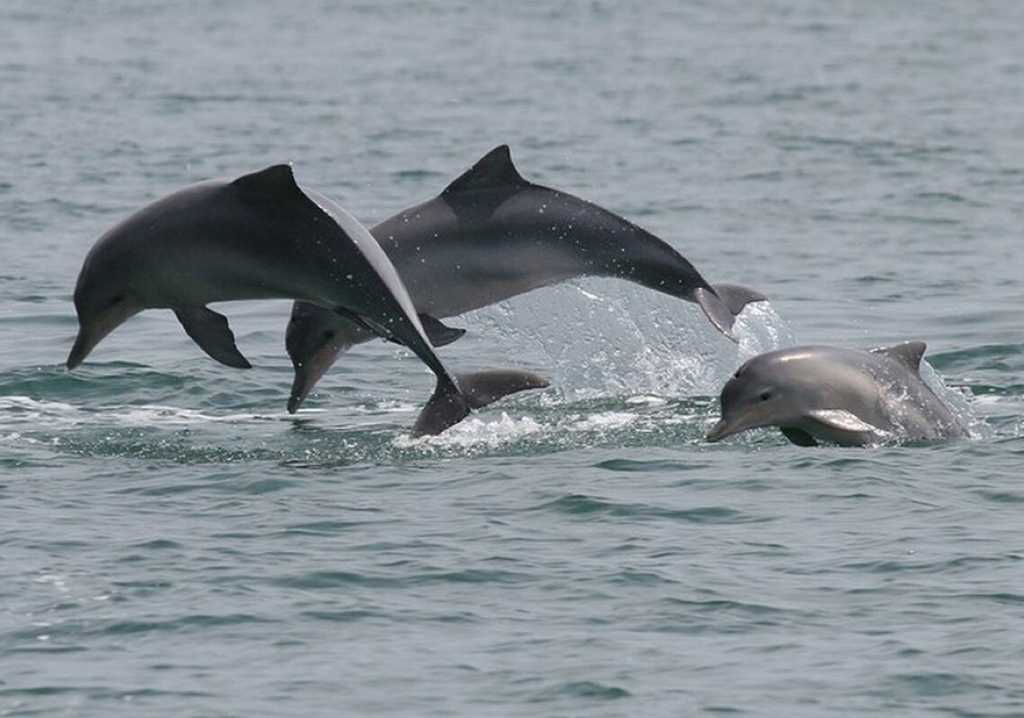 Estudo detecta bactéria da leptospirose em golfinhos e lobos-marinhos