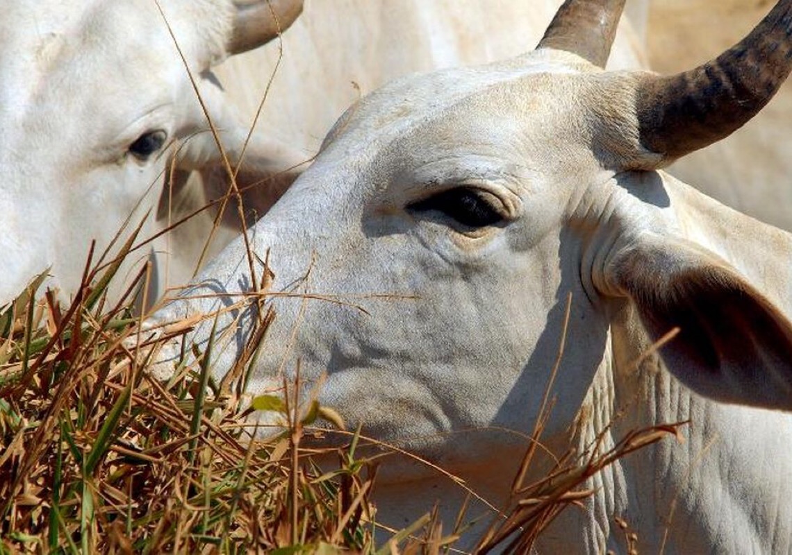 Pará vai rastrear gado para evitar criação de animais em áreas desmatadas