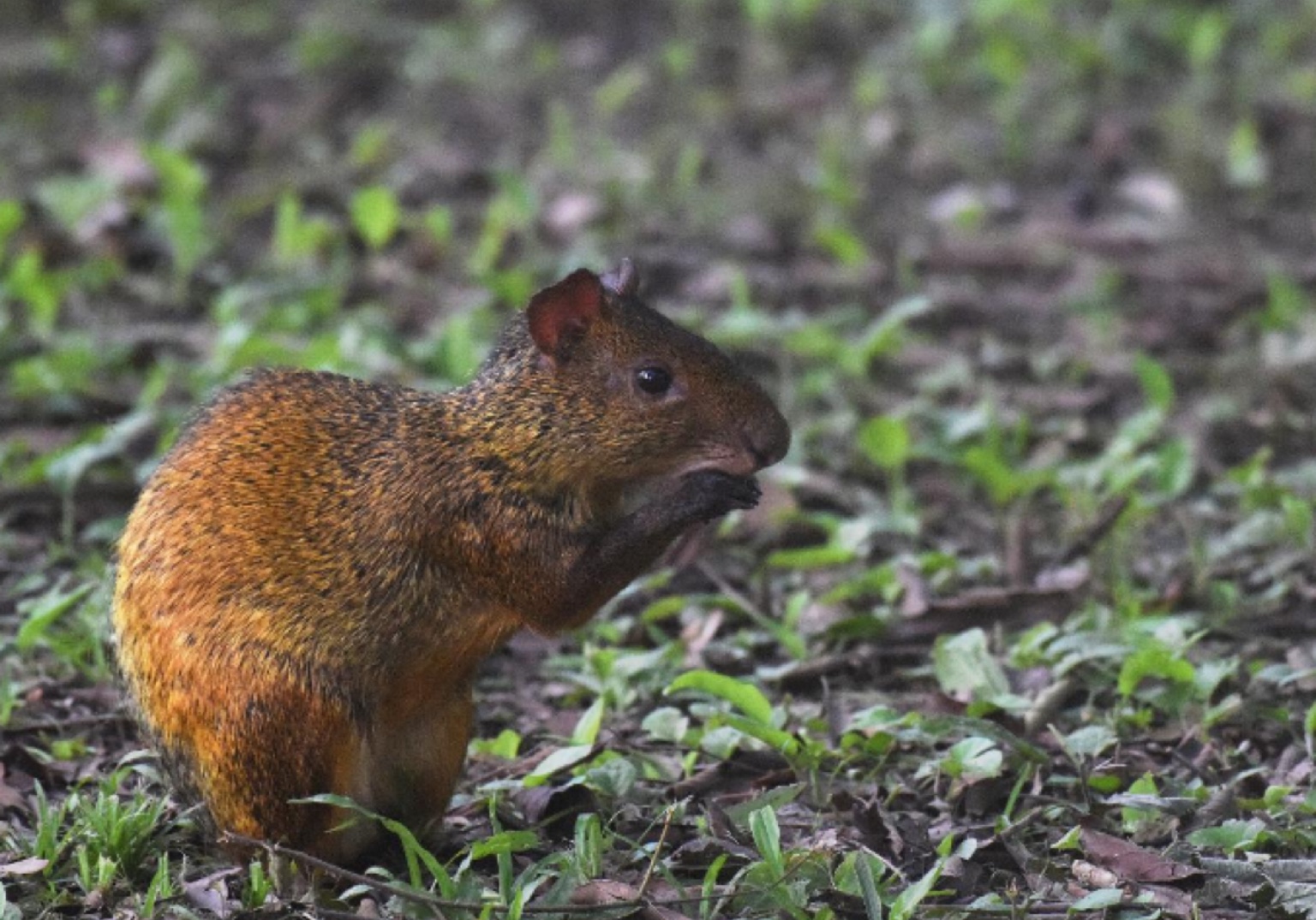 Estudo revela variedade da fauna de 13 áreas protegidas no Distrito Federal