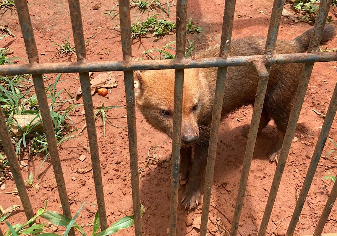 Cachorro-vinagre deixa Zoo de Brasília rumo a São Paulo, para reprodução