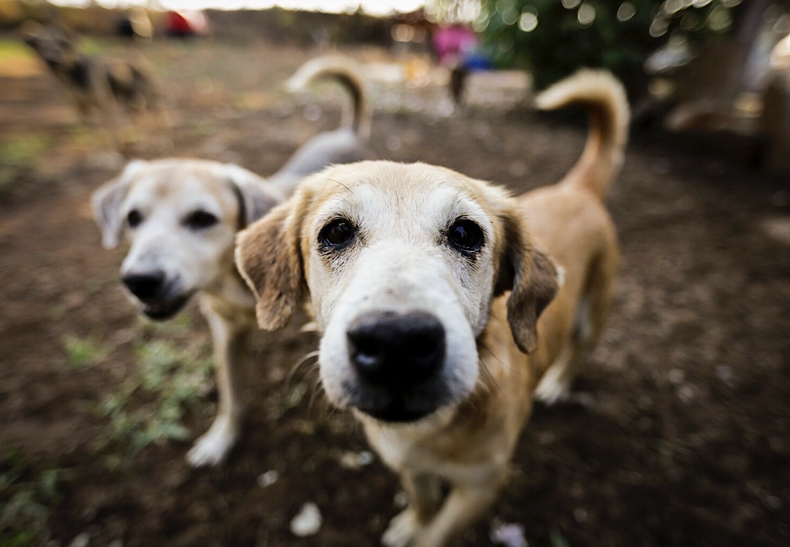 Dezembro Verde promove conscientização contra o abandono de animais