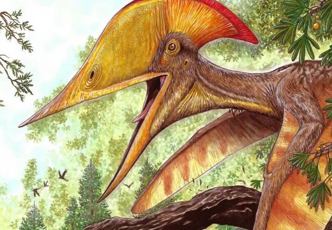 Pesquisadores chineses e brasileiros descobrem nova espécie de pterossauro