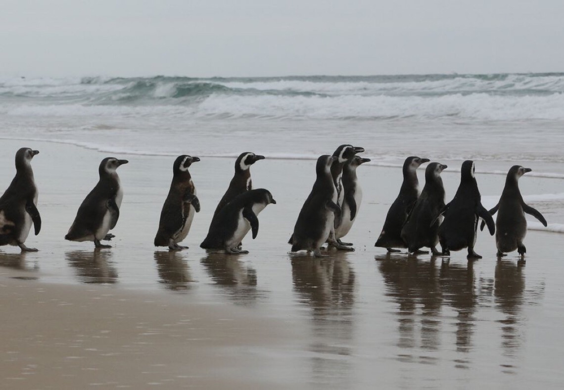 Derretimento de gelo da Antártida ameaça existência de pinguins