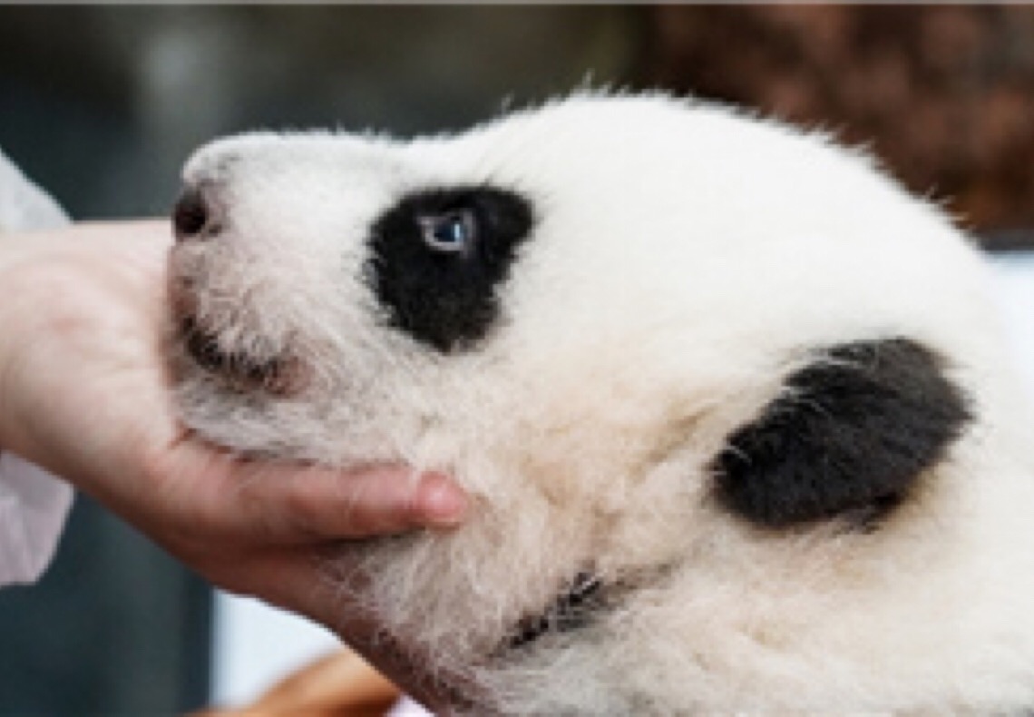 Primeiro filhote de panda da Rússia recebe nome de "Katyusha"
