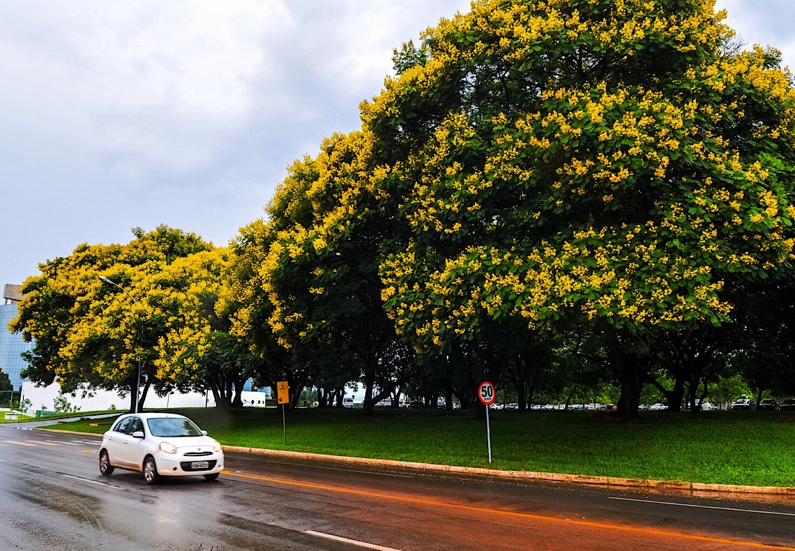 Organização e beleza: Conheça o calendário de florações no Distrito Federal