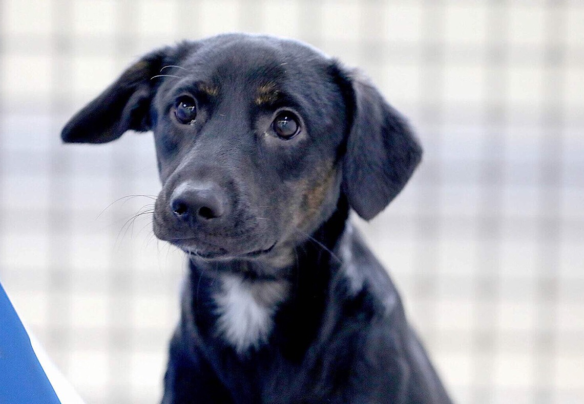 Tutora de "pet" lesionado durante banho e tosa deve ser indenizada