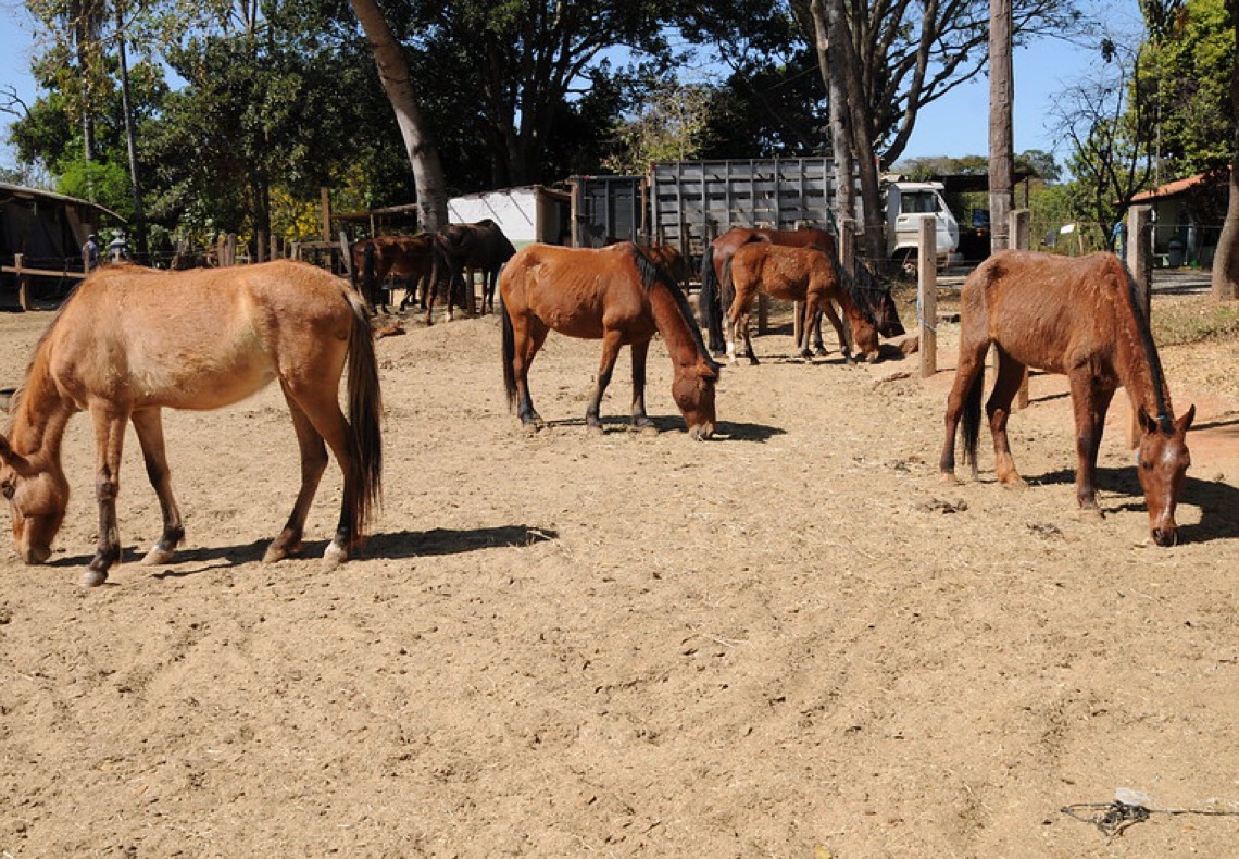Animais de grande porte resgatados das vias do DF ganham um novo lar