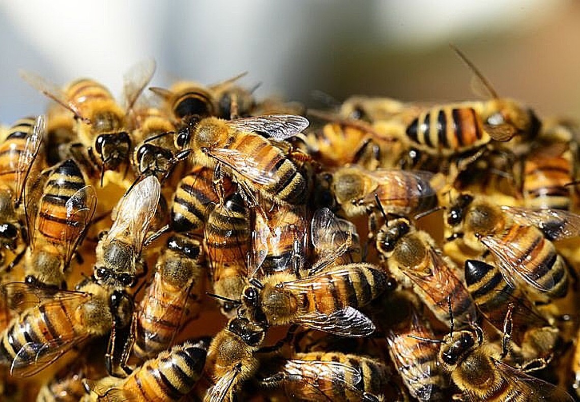 Ibama suspende aplicação de agrotóxicos a base de fipronil no país