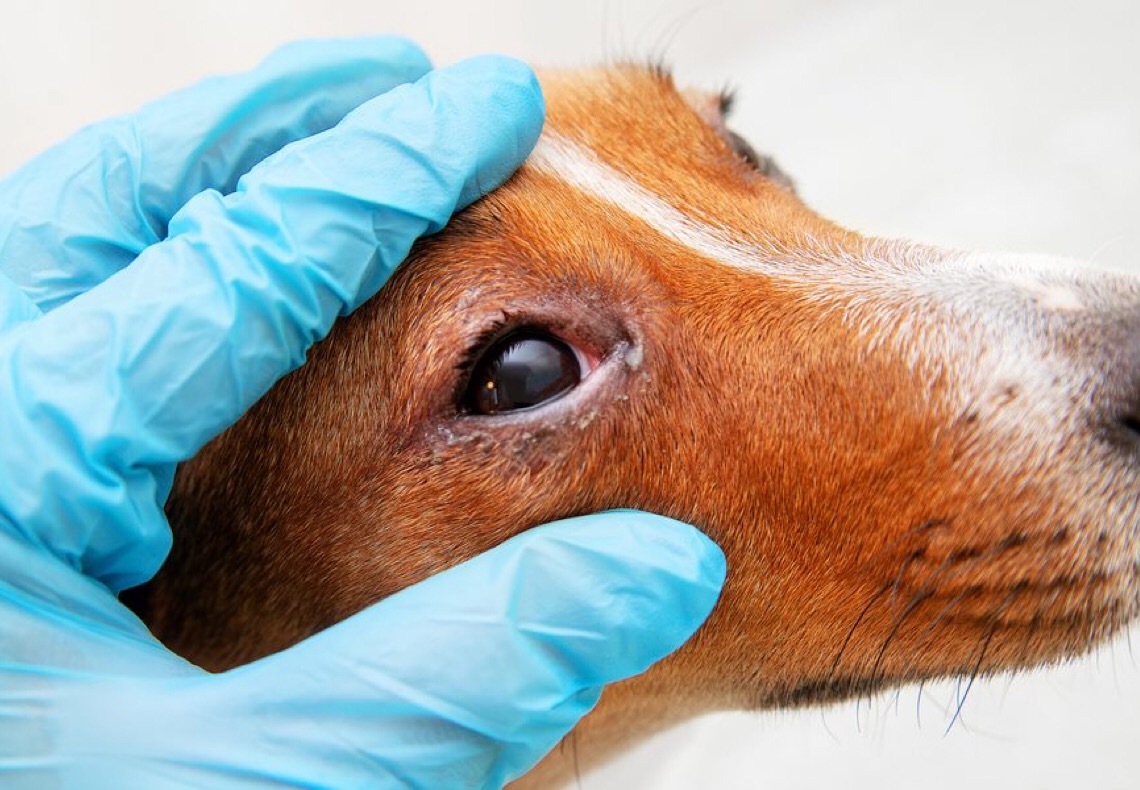 Sancionada no DF lei que institui campanha sobre cinomose canina