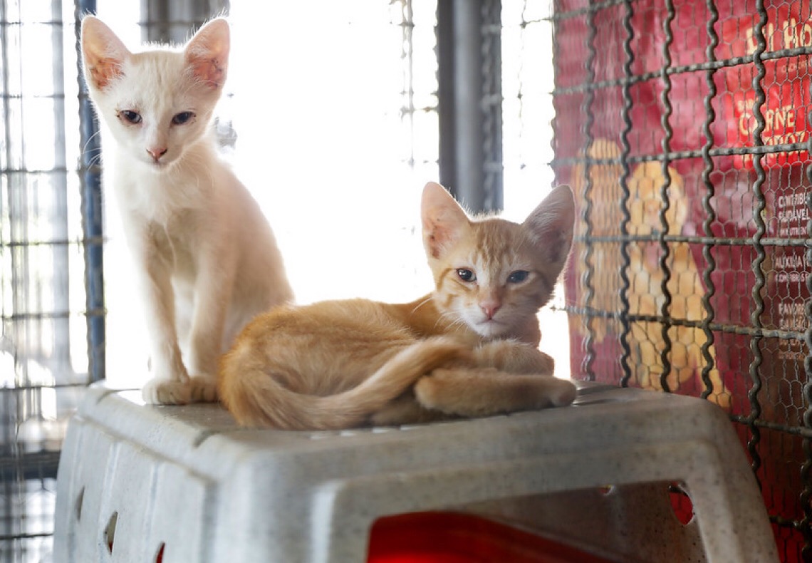 Castração gratuita de pets no Paranoá abre inscrições nesta sexta-feira 