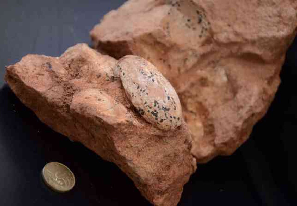 Cientistas encontram ovos fossilizados de gafanhotos com 29 milhões de anos