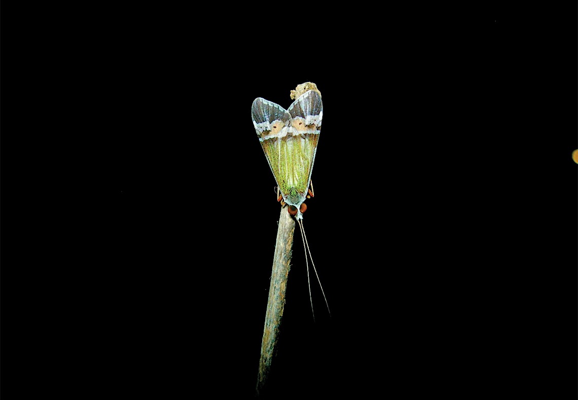 Nova edição do livro Insetos do Brasil amplia conhecimento sobre fauna de insetos brasileiros