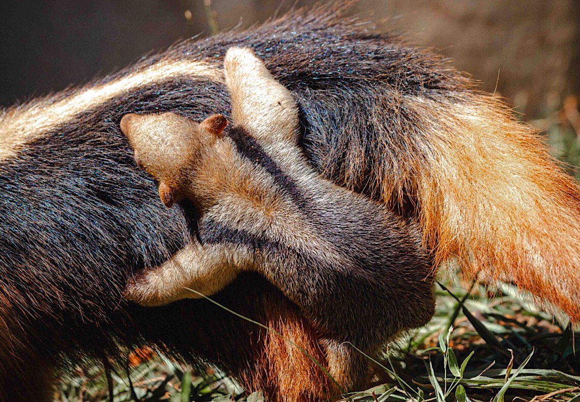 Zoológico faz enquete para escolher nome de filhote de tamanduá-mirim