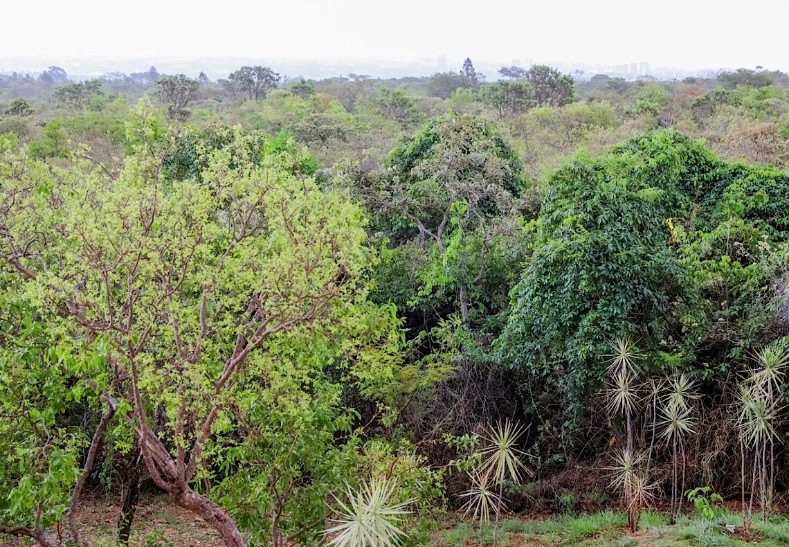 Normativa agiliza tramitação de documento florestal