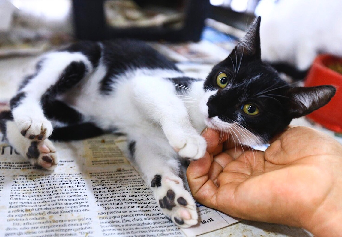 Inscrições para castração gratuita de gatas já começaram, interessados já podem se inscrever