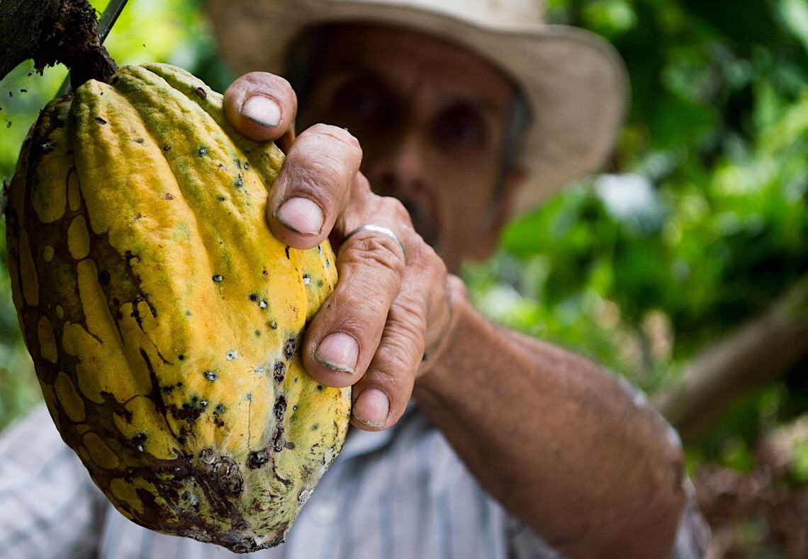 O que é vassoura de bruxa? Veja a importância da produção do cacau no desenvolvimento do Brasil