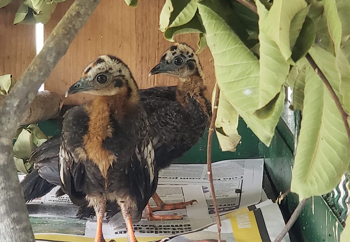 Dois filhotes de jacutinga nascem no Zoológico de Brasília