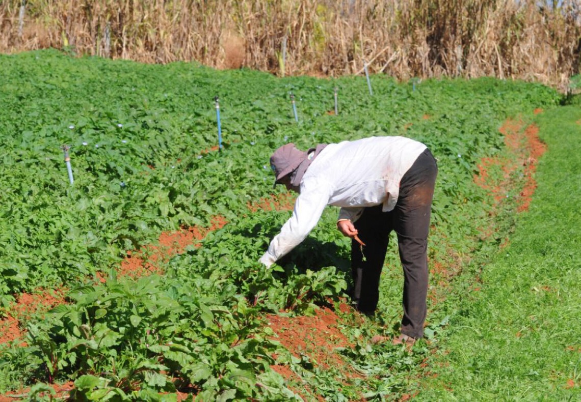 Agricultura familiar fortalecida nas escolas e na mesa de quem precisa