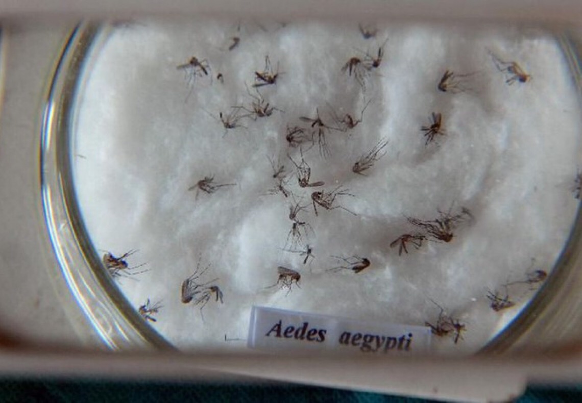 Método wolbachia, que inibe transmissão da dengue, é objeto de lei da CLDF