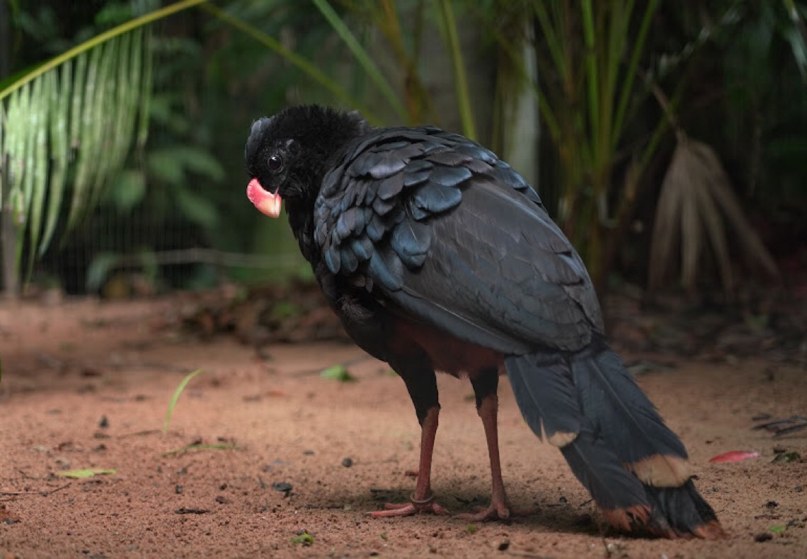 Zoológico de Brasília recebe casais de mutum-de-alagoas em iniciativa de conservação