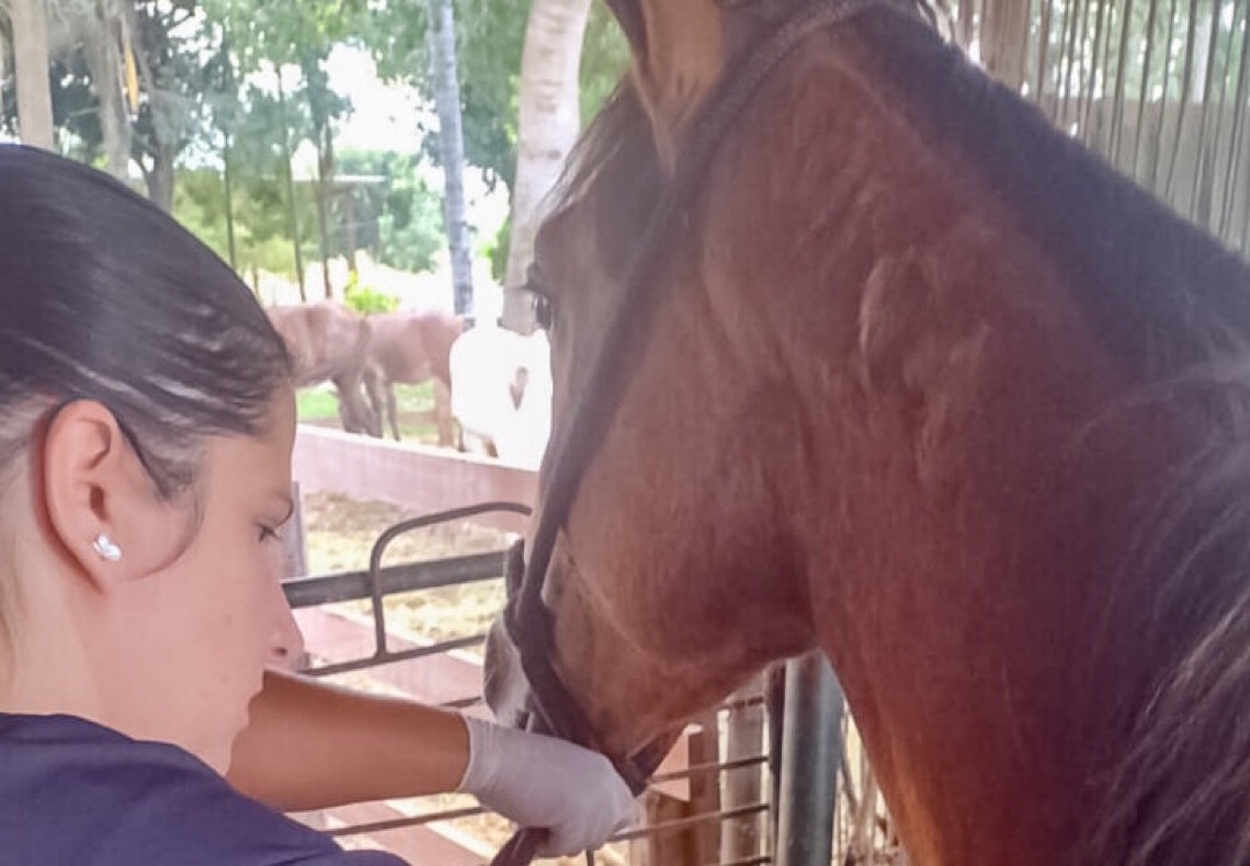 Exames de mormo em animais não microchipados podem ser feitos até março
