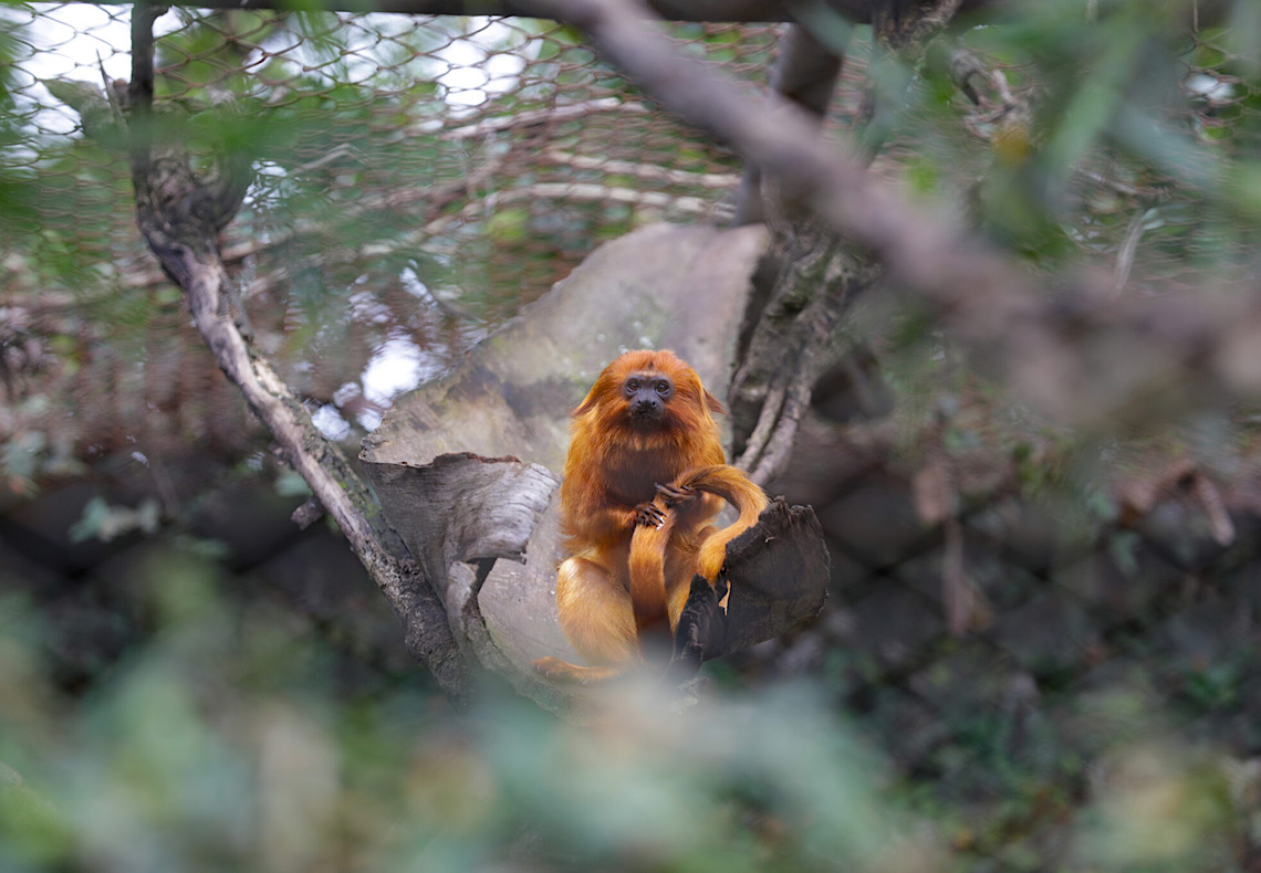 Recintos do Zoológico de Brasília são reformados para bem-estar dos animais