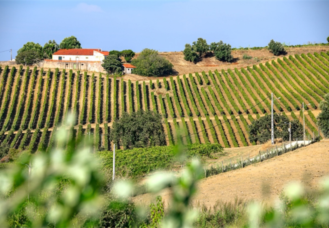 Portugal aloca 204 milhões de euros em apoio aos agricultores