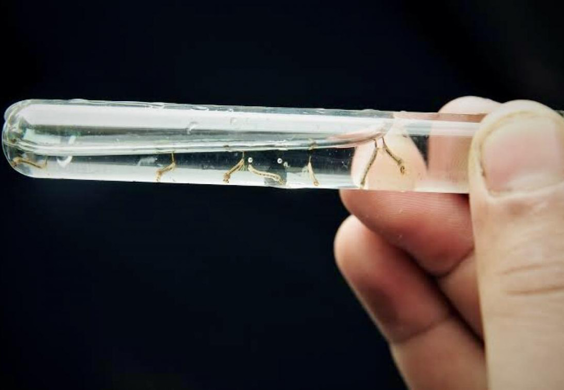 Conheça as variações do vírus transmitido pelo Aedes aegypti