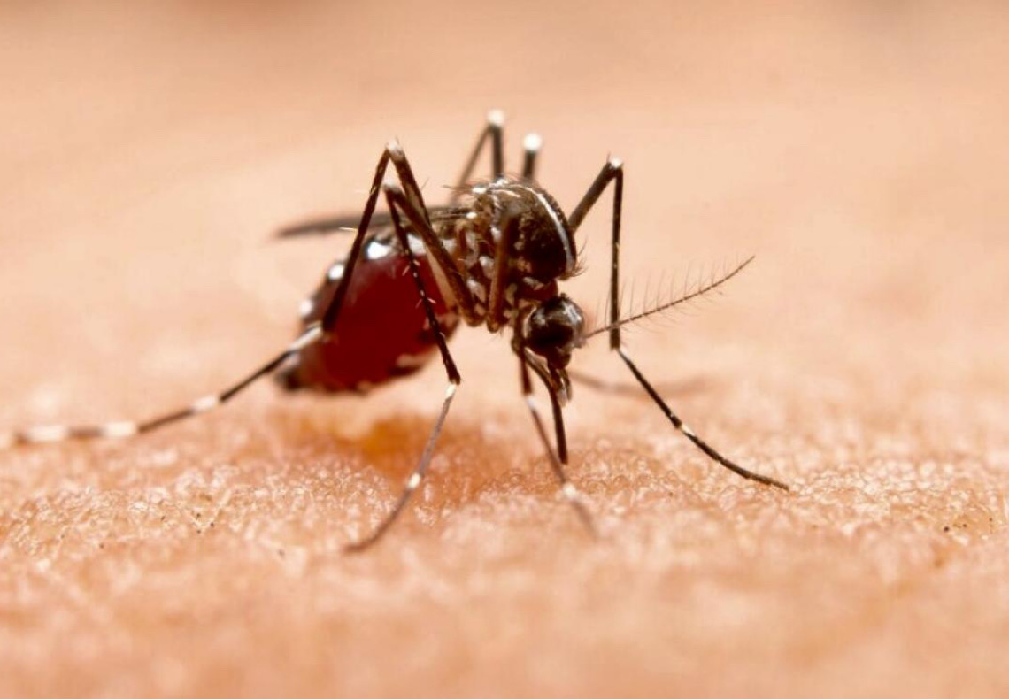 Dengue: entendendo a doença e suas respostas