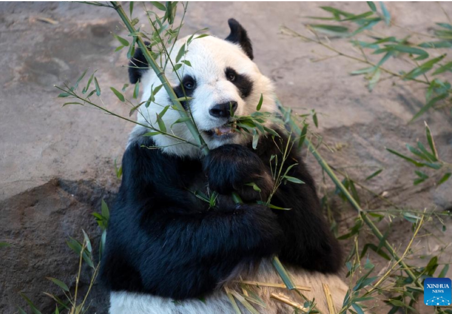 Cultivar bambu para pandas na gelada Finlândia