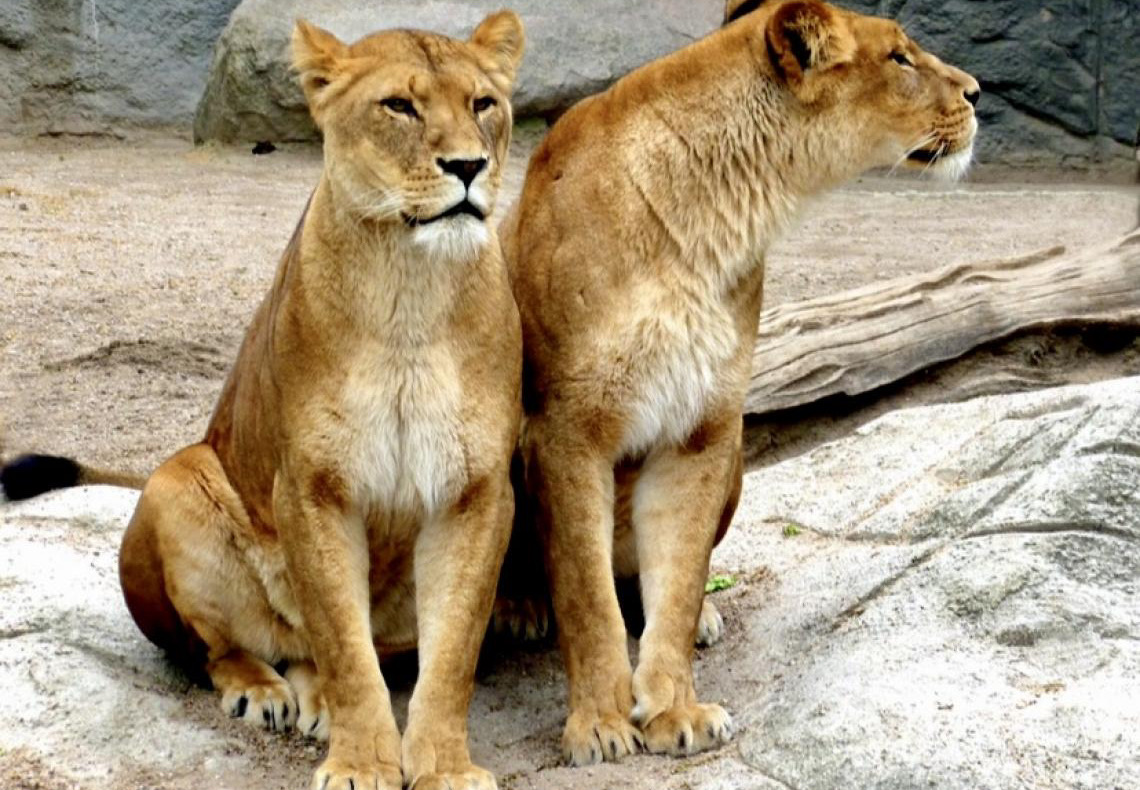 Maioria de machos e fêmeas de mamíferos tem tamanho similar ou elas são maiores