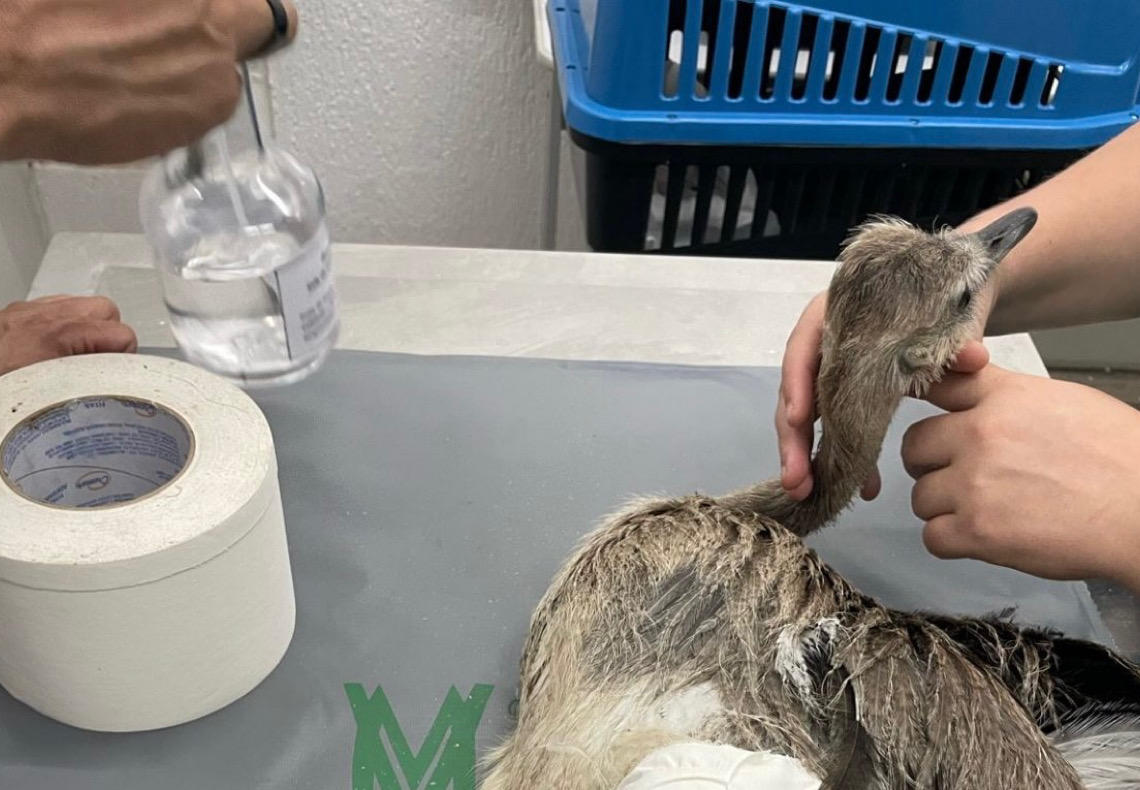 Fauna silvestre do DF terá local exclusivo para atendimento emergencial