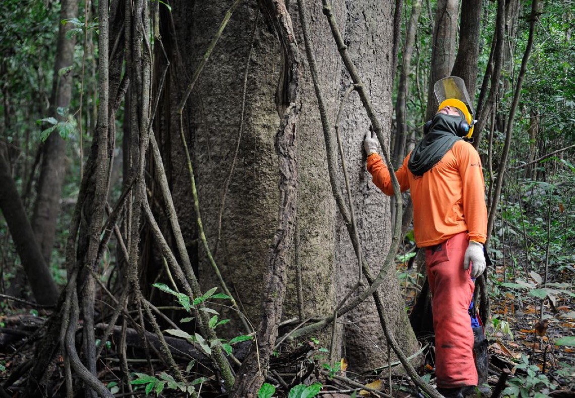 Reserva na amazônia tem manejo de floresta de baixo impacto com apoio comunitário