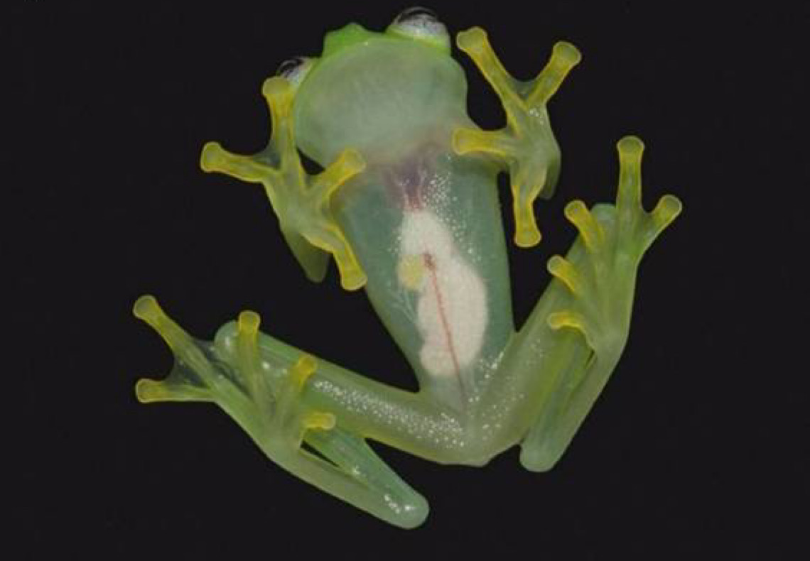 Cientistas nomeiam nova espécie fóssil de sapo de Kermit, dos Muppets