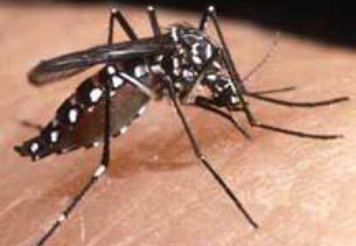 Pessoas brancas são mais internadas por dengue, mas negras morrem mais