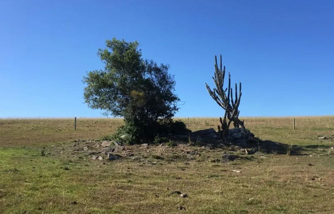 Pesquisadores da Embrapa denunciam projeto que pretende alterar a Lei de Proteção da Vegetação Nativa