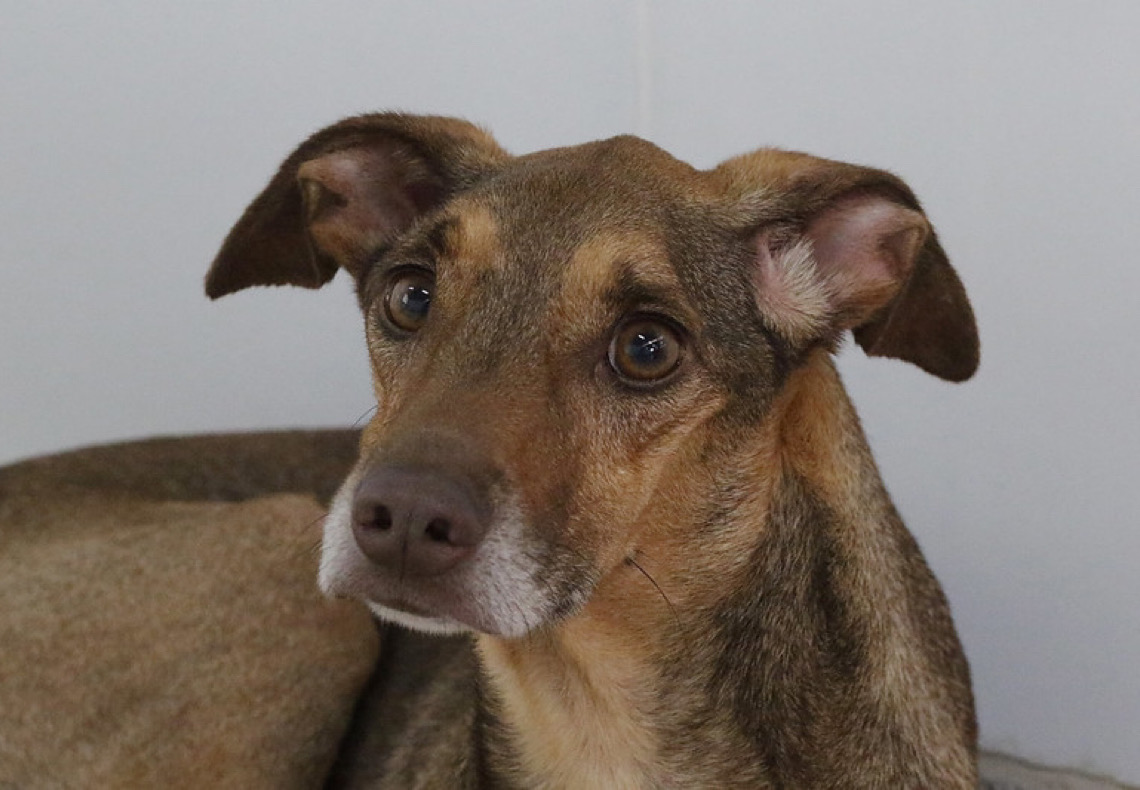 Campanha Abril Laranja traz conscientização contra a crueldade animal