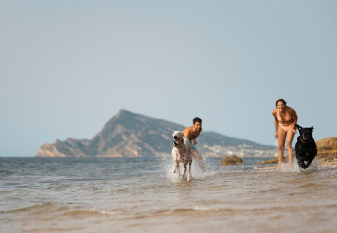 Cuidados essenciais para levar seu cachorro para a praia