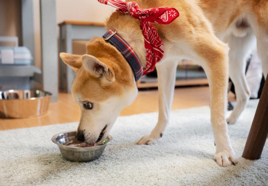 Saiba o que seu cachorro pode comer: guia completo