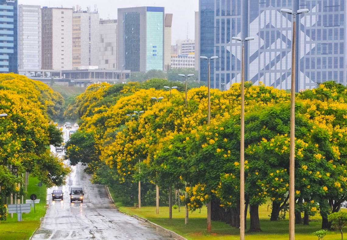 #TBT: os viveiros da Novacap que fazem de Brasília um jardim a céu aberto