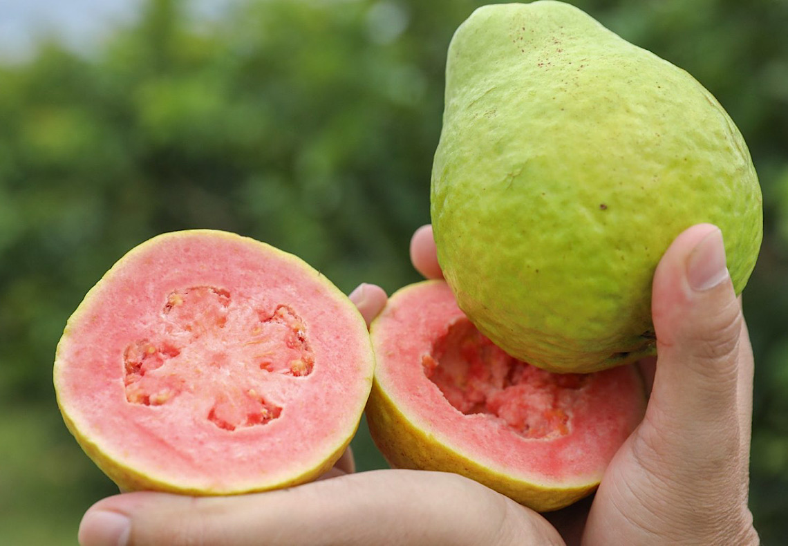 Gastronomia, artesanato e shows a partir desta sexta na Feira da Goiaba